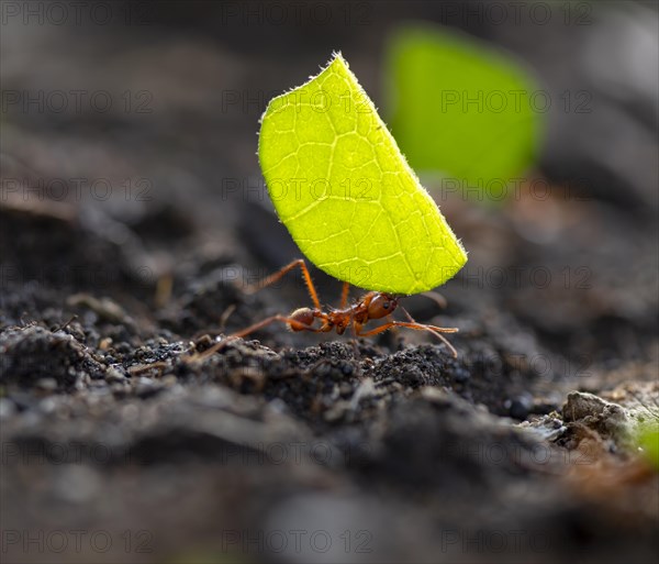 Leaf-cutter ant (Atta cephalotes) carrying a piece of leaf, rainforest, Tortuguero National Park,
