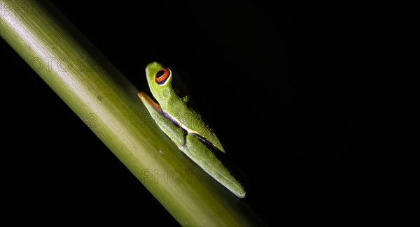 Red-eyed tree frog (Agalychnis callidryas) sitting on a stem, at night, Tortuguero National Park,