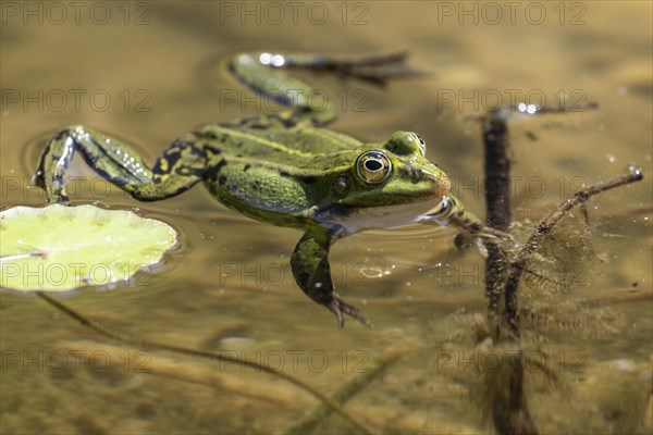 Green frog (Rana esculenta), Emsland, Lower Saxony, Germany, Europe