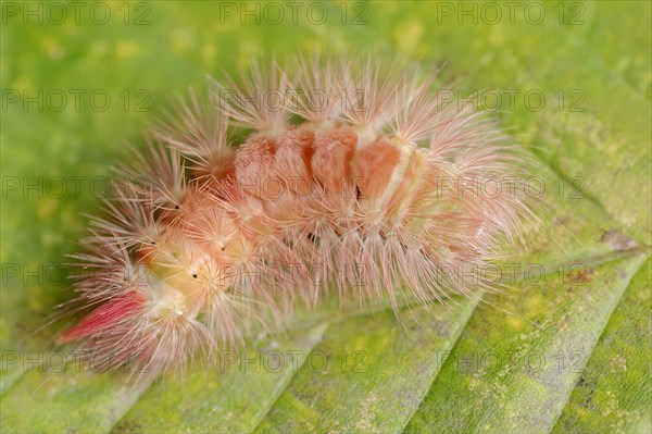 Pale tussock (Calliteara pudibunda), caterpillar of the red colour variant, North Rhine-Westphalia,