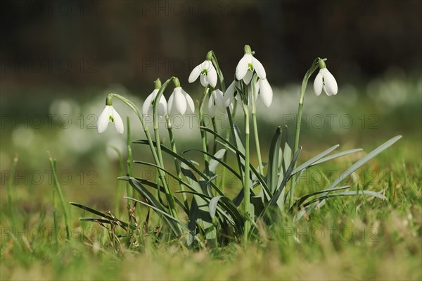 Common snowdrop (Galanthus nivalis), North Rhine-Westphalia, Germany, Europe