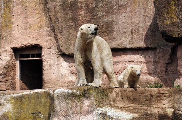 Polar bear mother with two young polar bears (Ursus maritimus) . Nuremberg Zoo, Am Tiergarten 30,
