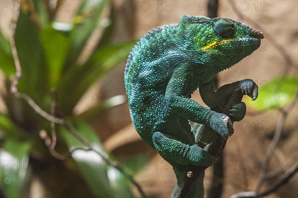 Panther Chameleon, terrarium in the Nuremberg Zoo, Nuremberg, Middle Franconia, Bavaria, Germany,
