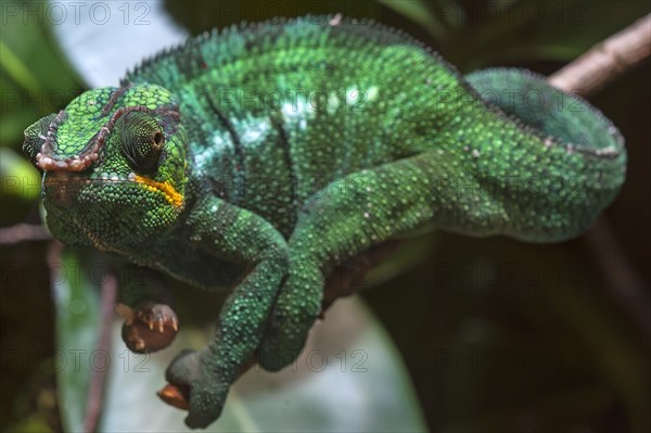 Panther Chameleon, terrarium in the Nuremberg Zoo, Nuremberg, Middle Franconia, Bavaria, Germany,