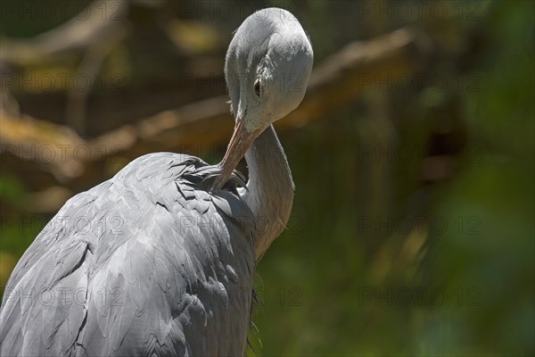 Preening paradise crane (Anthropoides paradisea), Nuremberg Zoo, Middle Franconia, Bavaria,