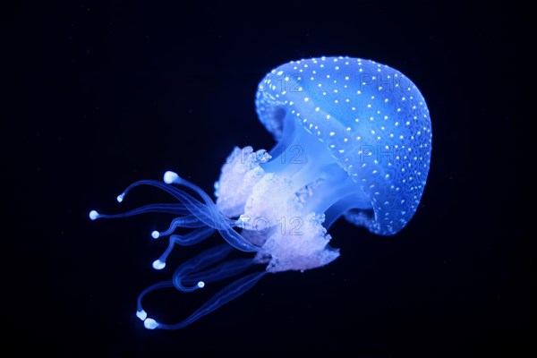 Tropical Jellyfish Phyllorhiza punctata white-spotted jellyfish aka floating bell, Australian
