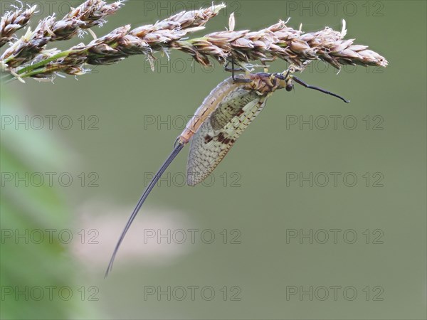 Dragonfly, rats, Styria, Austria, Europe