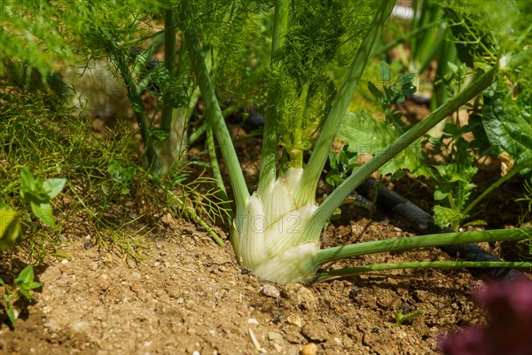Fennel Bulb in garden bed. Annual fennel, Foeniculum vulgare azoricum. Florence or bulbing fennel.