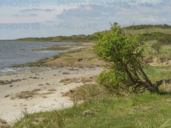 A single tree stands near the sea on a natural beach, dune and footpaths on the wadden sea, clouds