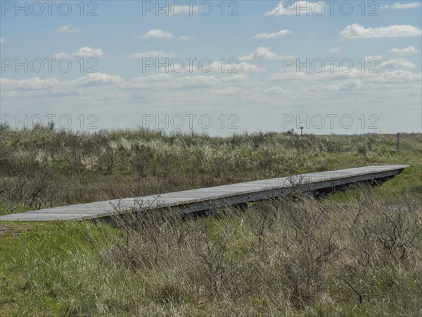 A wooden walkway runs through grassy dunes under a blue sky with clouds, wooden walkway through the