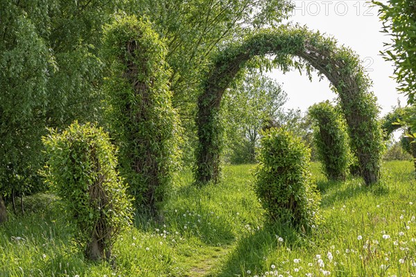 Topiary Garden, Symphonic Willow Walk, Boizenburg, Mecklenburg-Vorpommern, Germany, Europe