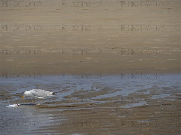 A seagull stands alone on a beach and pecks at a fish, quarrelling seagulls on a North Sea beach at