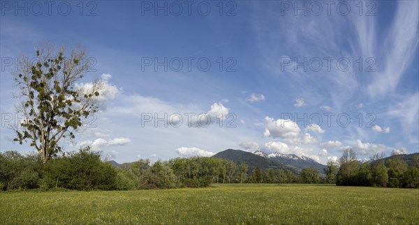 Evening light, tree in a meadow at the edge of a forest, snow-covered mountains in the background,