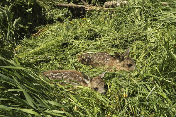 European roe deer (Capreolus capreolus) fawn rescue, fawns rescued from the meadow to be mowed,
