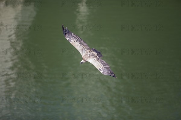 Griffon vulture (Gyps fulvus), Monfraguee National Park, Extremadura, Castilla La Mancha, Spain,