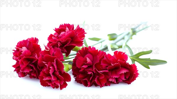 Red carnations lying down with stems and greenery on a white background in a horizontal layout, AI