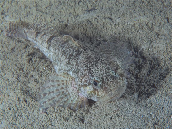 A well-camouflaged fish, european bullhead (Cottus Gobio), lies on a sandy substrate at the bottom