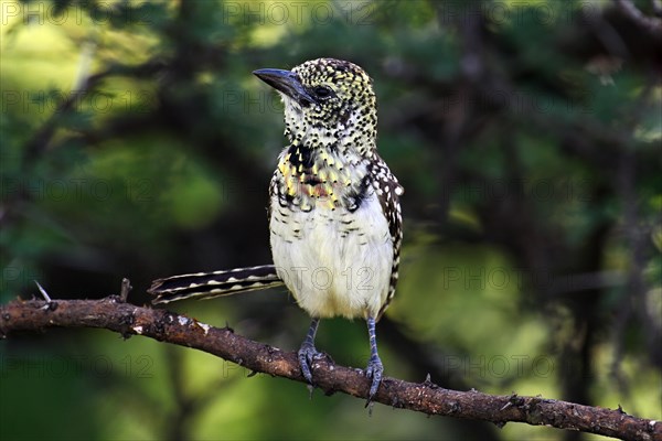 D'Arnaud's barbet (Trachyphonus darnaudii) perched on a branch, Serengeti National Park