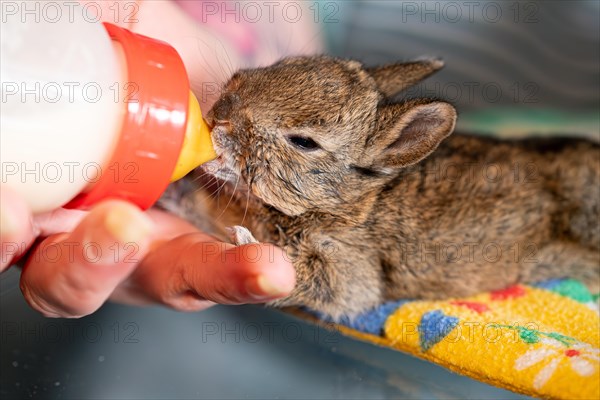 European hare (Lepus europaeus), practical animal welfare, young animal receives milk by bottle in