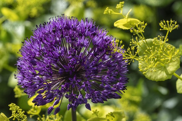 Ornamental leek (Allium aflatuense Purple Splendour) and yellow umbel (Smyrnium perfoliatum),