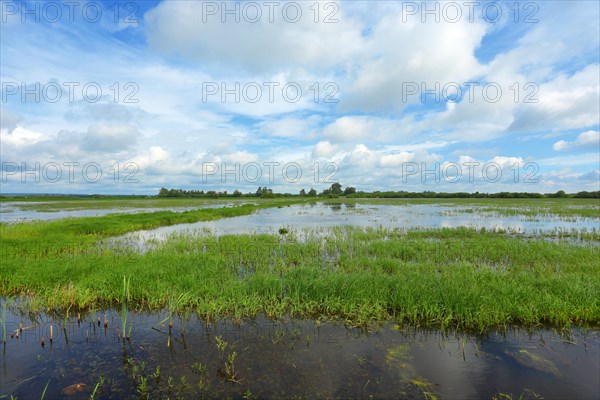 Clouds over the wet meadows in the Ochsenmoor at Lake Duemmer, spring, distance, Huede, Lower