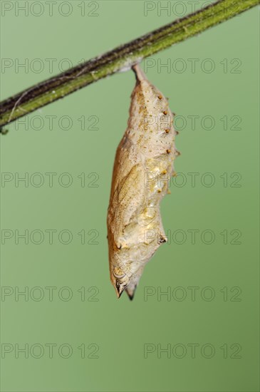 Small tortoiseshell (Nymphalis urticae, Aglais urticae), pupa, North Rhine-Westphalia, Germany,