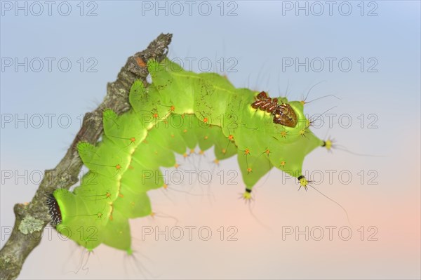 Indian luna moth (Actias selene), caterpillar, captive, occurrence in Asia