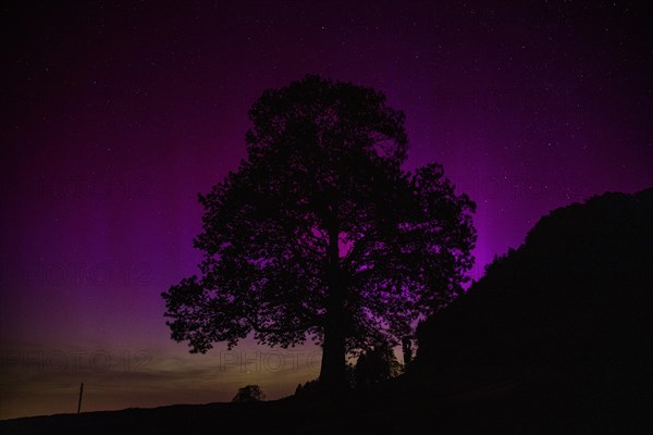 Silhouette of lime tree in front of aurora borealis, northern lights due to solar storm,