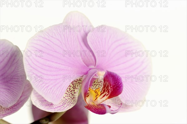 Butterfly orchid (Phalaenopsis), flower, houseplant, North Rhine-Westphalia, Germany, Europe