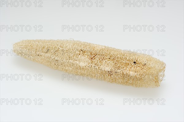 Sponge cucumber (Luffa aegyptiaca, Luffa cylindrica), fibrous interior of the ripe fruit, used as a