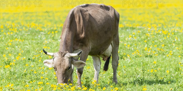 Allgaeu Brown Swiss cattle (Bos primigenius taurus), Allgaeu, Bavaria, Germany, Europe