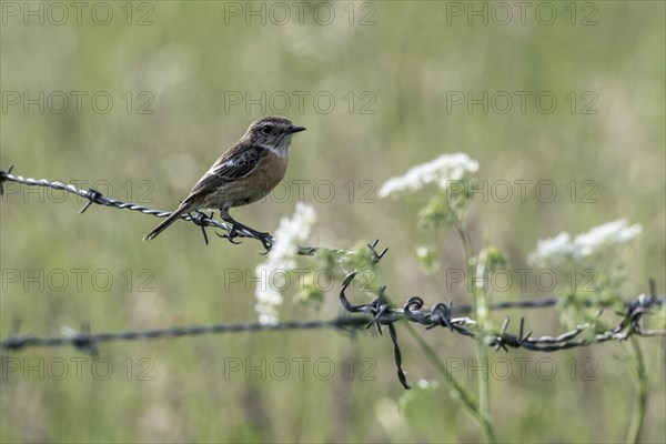 Stonechat (Saxicola torquata), Emsland, Lower Saxony, Germany, Europe