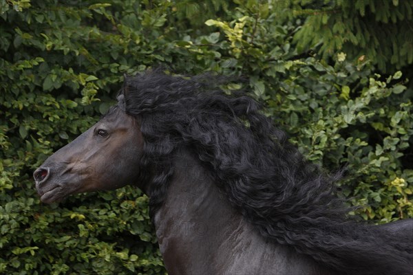 Friesian, Friesian horse