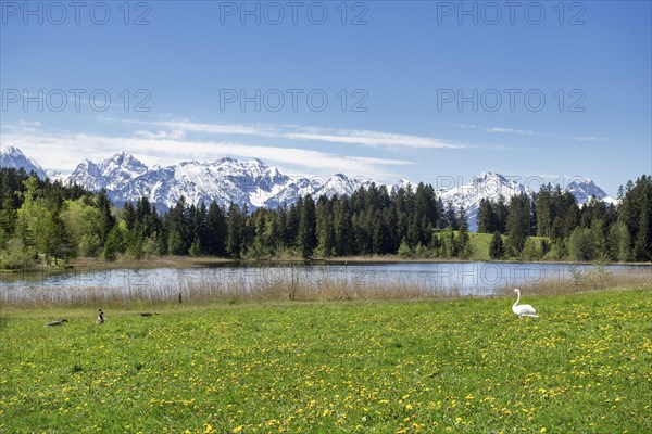 Hegratsrieder See near Fuessen, Allgaeu Alps, snow, mute swan, greylag geese, forest, Ostallgaeu,