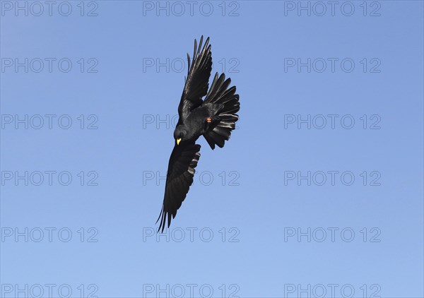 Alpine chough (Pyrrhocorax graculus) flying in the blue sky, St. Gallen, Switzerland, Europe