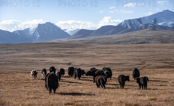 Glaciated and snow-covered mountains, herd of yaks grazing on the plateau in autumnal mountain