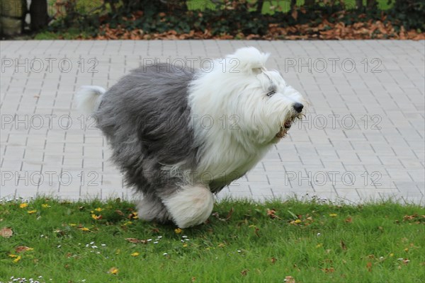 Bobtail, Old English Sheepdog