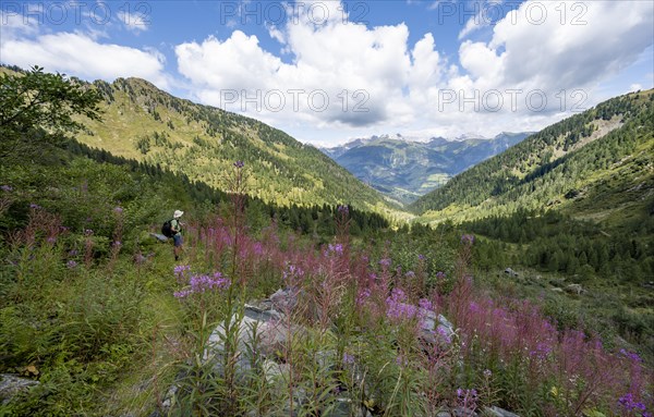 Mountaineer on a hiking trail between flowers, mountain landscape with green meadows, purple