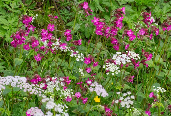 Red campions (Silene dioica) at the edge of the forest