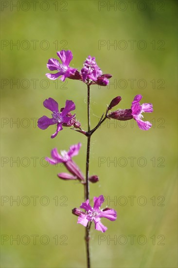 Pechnelke (Lychnis viscaria), May, Germany, Europe