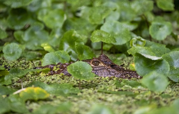 Northern spectacled caiman (Caiman crocodilus) lying in the water, head above water, among aquatic