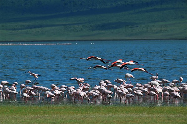 Lesser flamingos (Phoeniconaias minor), Ngorongoro Crater, Ngorongoro Conservation Area, Tanzania,