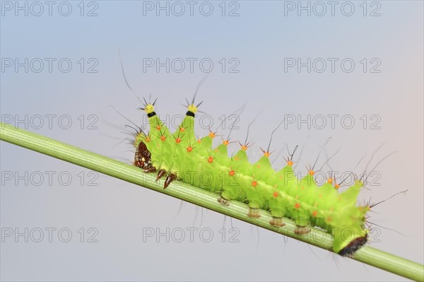 Indian luna moth (Actias selene), caterpillar, captive, occurrence in Asia