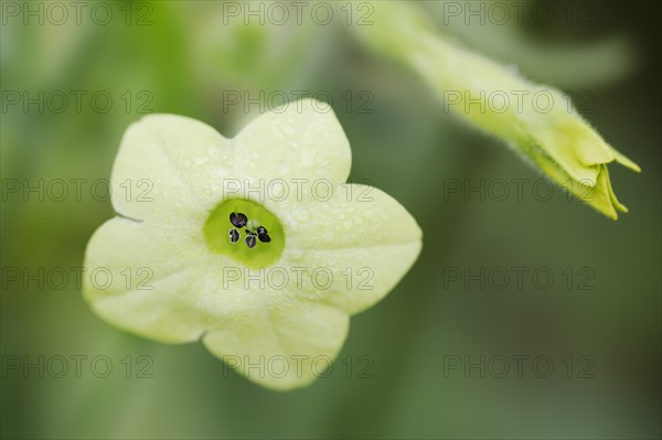 Ornamental tobacco or Brazilian tobacco (Nicotiana langsdorfii), flower, native to Brazil,