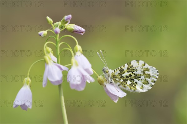 Orange tip (Anthocharis cardamines) on cuckoo flower (Cardamine pratensis), North Rhine-Westphalia,