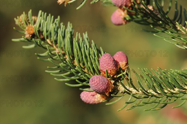 European spruce (Picea abies), flowers, North Rhine-Westphalia, Germany, Europe