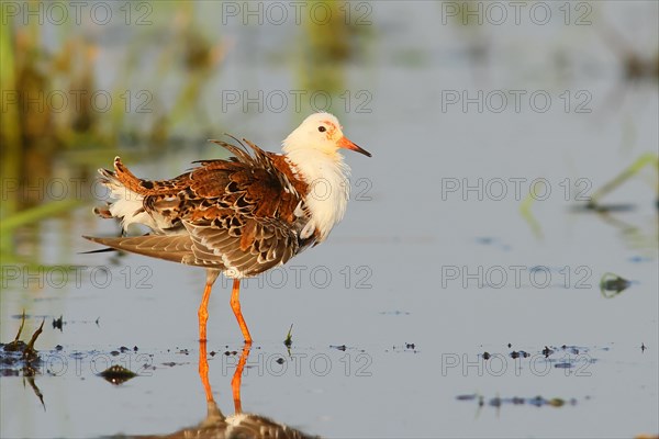 Ruff (Philomachus pugnax), adult male in splendour plumage, standing in wet meadow, snipe birds,