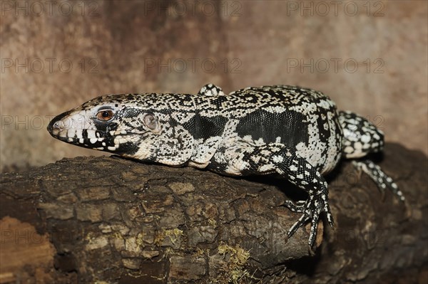 Argentine black and white tegu (Salvator merianae, Tupinambis merianae), captive, occurring in