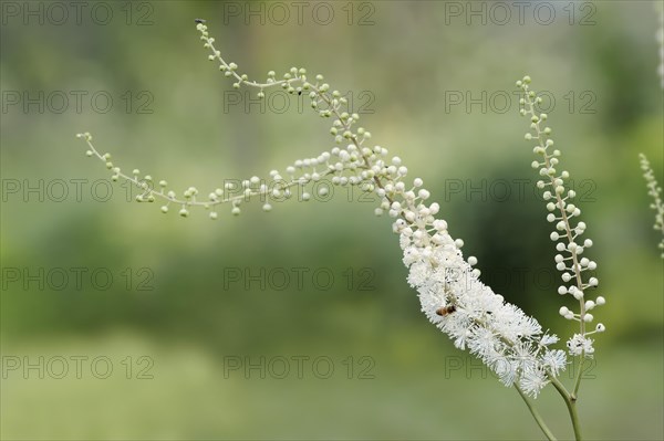Lance primrose (Cimicifuga racemosa var.cordifolia), inflorescence, ornamental plant, North