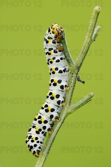 Brown-root monk (Shargacucullia scrophulariae), caterpillar, North Rhine-Westphalia, Germany,
